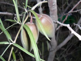Marsdenia australis.jpg